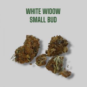 White Widow Small Bud